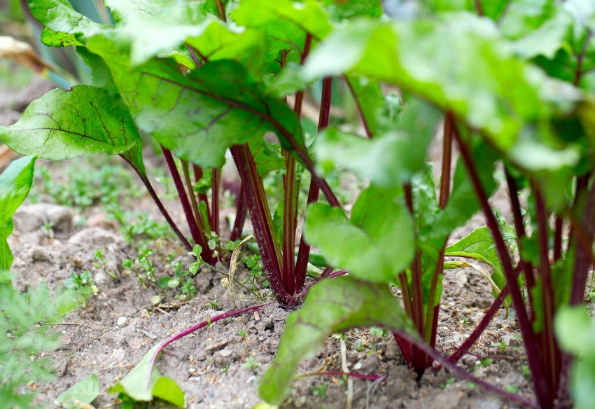 Beetroot Plants